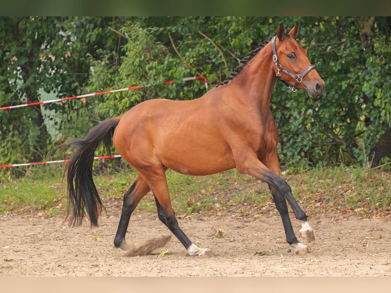 Mecklemburgo Mestizo Caballo castrado 3 años 149 cm Alazán in Jesendorf