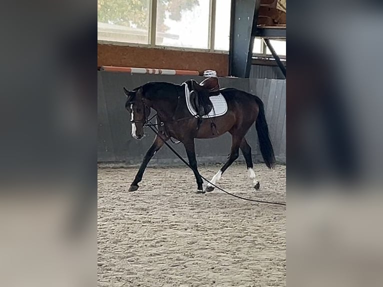Mecklemburgo Caballo castrado 3 años 153 cm Castaño oscuro in Papenhagen