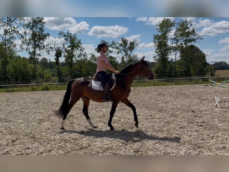 Mecklemburgo Caballo castrado 3 años 153 cm Castaño oscuro in Papenhagen
