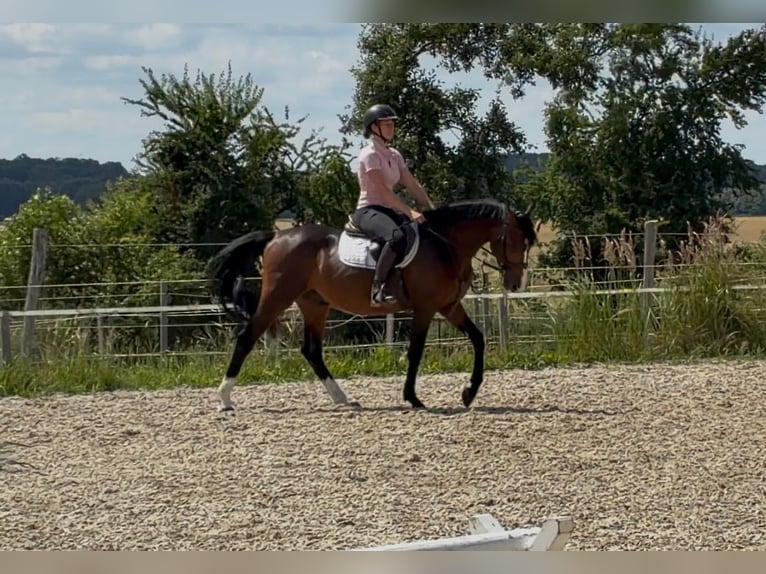 Mecklemburgo Caballo castrado 3 años 153 cm Castaño oscuro in Papenhagen