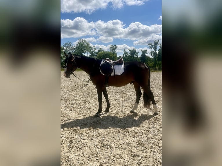Mecklemburgo Caballo castrado 3 años 153 cm Castaño oscuro in Papenhagen