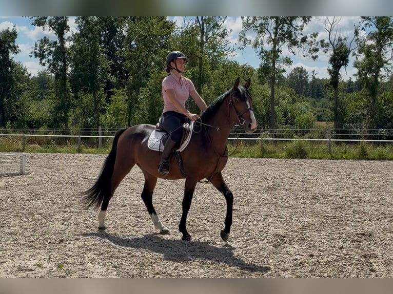 Mecklemburgo Caballo castrado 3 años 153 cm Castaño oscuro in Papenhagen