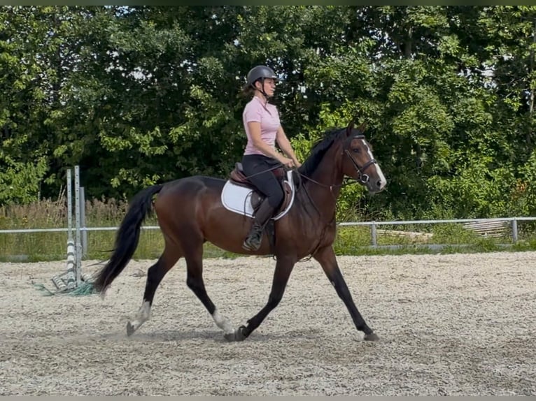 Mecklemburgo Caballo castrado 3 años 153 cm Castaño oscuro in Papenhagen