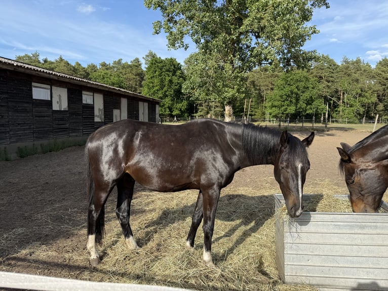 Mecklemburgo Caballo castrado 3 años 162 cm Morcillo in Redefin