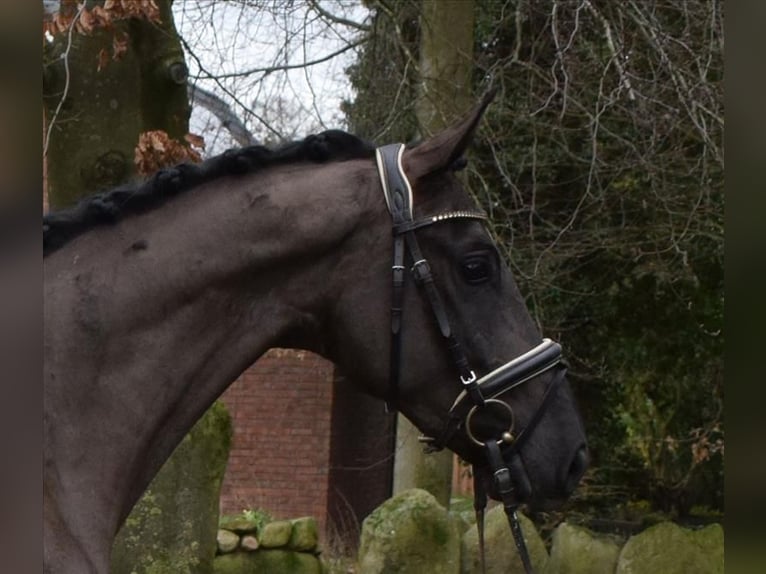 Mecklemburgo Caballo castrado 3 años 163 cm Negro in Fredenbeck