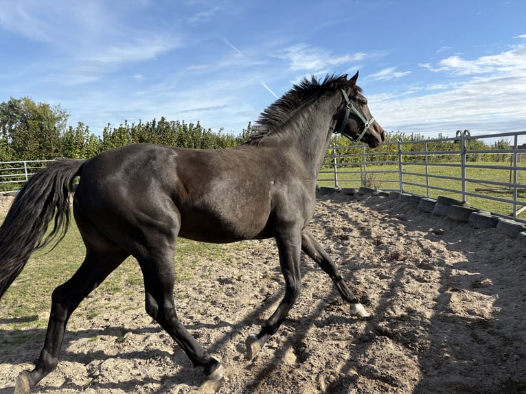 Mecklemburgo Caballo castrado 3 años 164 cm Morcillo in Hohenkirchen / OT Manderow