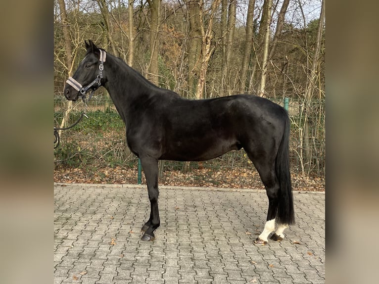 Mecklemburgo Caballo castrado 3 años 165 cm Negro in VerlVerl