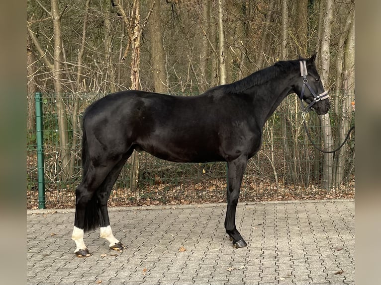 Mecklemburgo Caballo castrado 3 años 165 cm Negro in VerlVerl