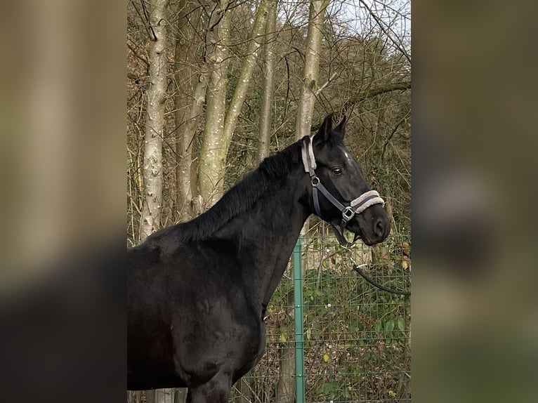 Mecklemburgo Caballo castrado 3 años 165 cm Negro in VerlVerl