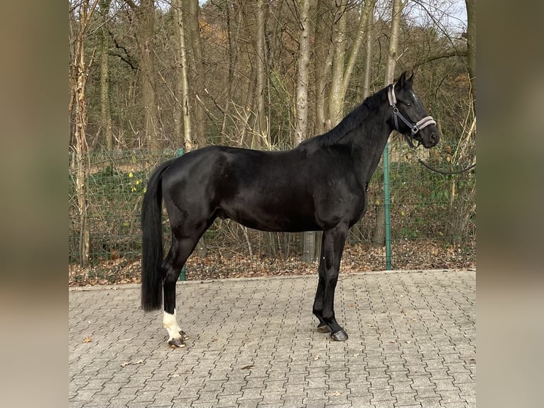 Mecklemburgo Caballo castrado 3 años 165 cm Negro in VerlVerl