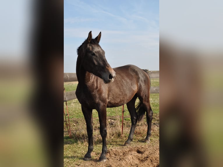 Mecklemburgo Caballo castrado 3 años 165 cm Tordillo negro in Galenbeck