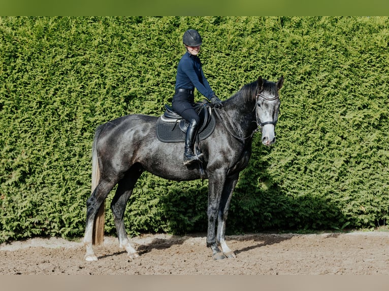 Mecklemburgo Caballo castrado 3 años 169 cm Tordo rodado in Oberkrämer