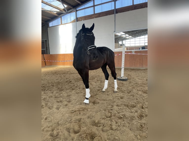 Mecklemburgo Caballo castrado 3 años 172 cm Negro in Grabow