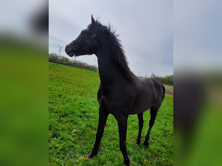 Mecklemburgo Caballo castrado 3 años Morcillo in Hohenkirchen / OT Manderow