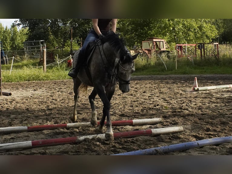 Mecklemburgo Caballo castrado 4 años 162 cm Tordo in Lentschow