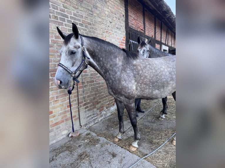 Mecklemburgo Caballo castrado 4 años 162 cm Tordo in Lentschow