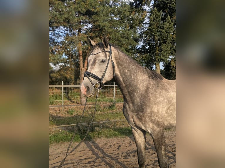 Mecklemburgo Caballo castrado 4 años 162 cm Tordo rodado in HoortPicher