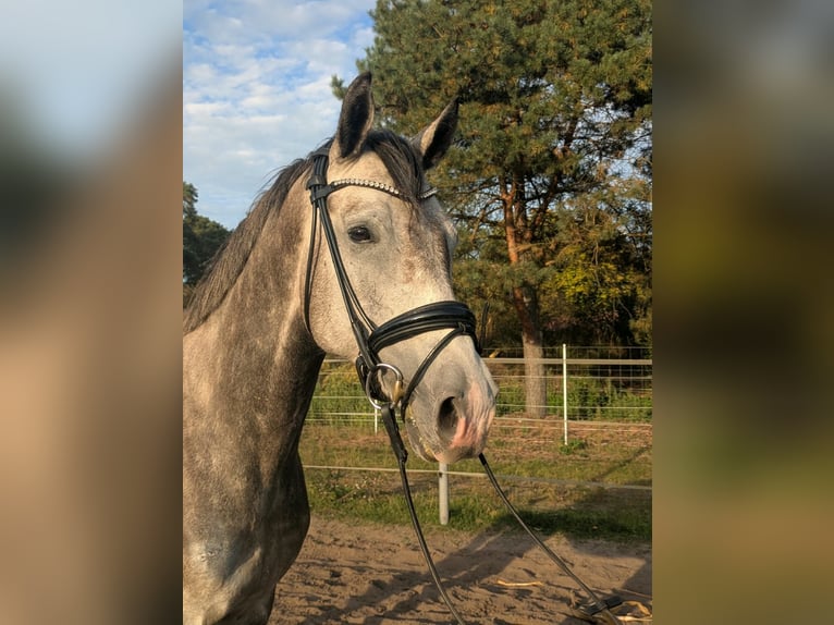 Mecklemburgo Caballo castrado 4 años 162 cm Tordo rodado in HoortPicher