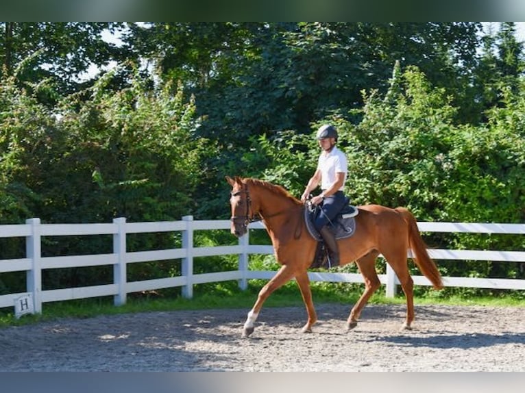 Mecklemburgo Caballo castrado 4 años 165 cm Alazán in Seebad Bansin