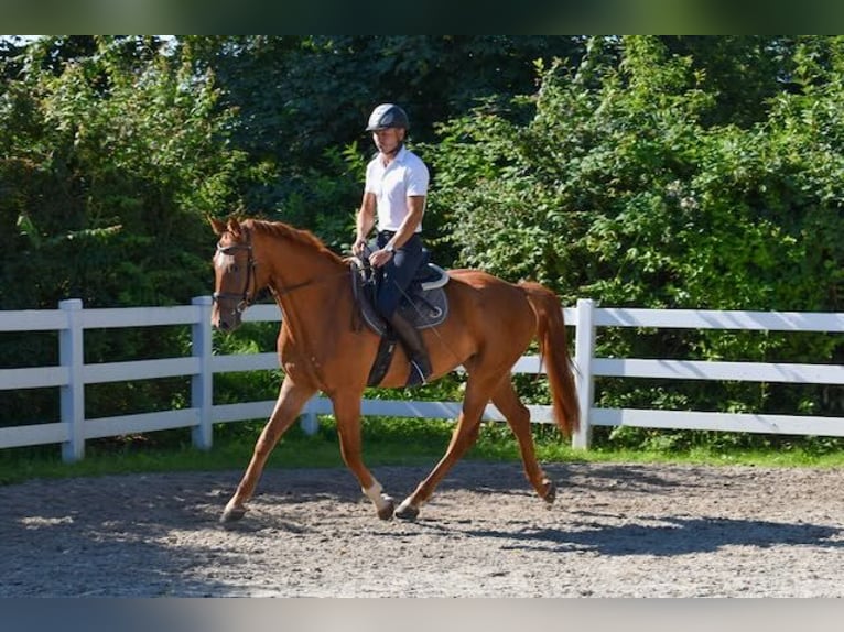 Mecklemburgo Caballo castrado 4 años 165 cm Alazán in Seebad Bansin