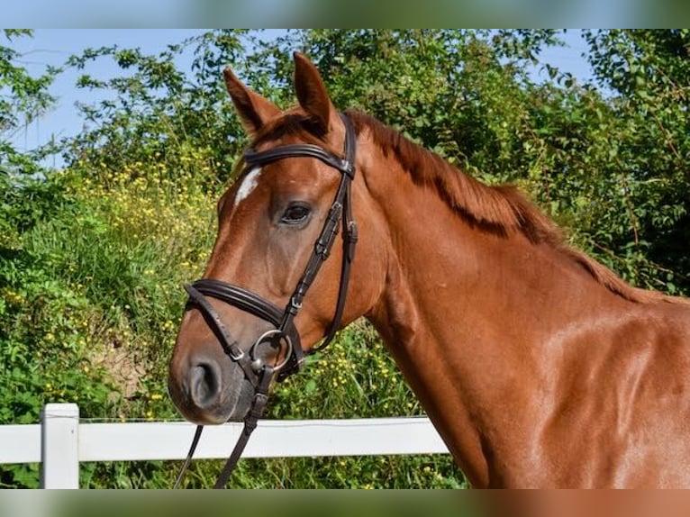 Mecklemburgo Caballo castrado 4 años 165 cm Alazán in Seebad Bansin