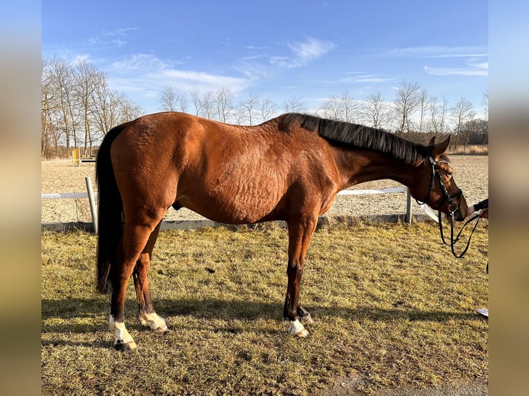Mecklemburgo Caballo castrado 4 años 167 cm Castaño in Grimmen
