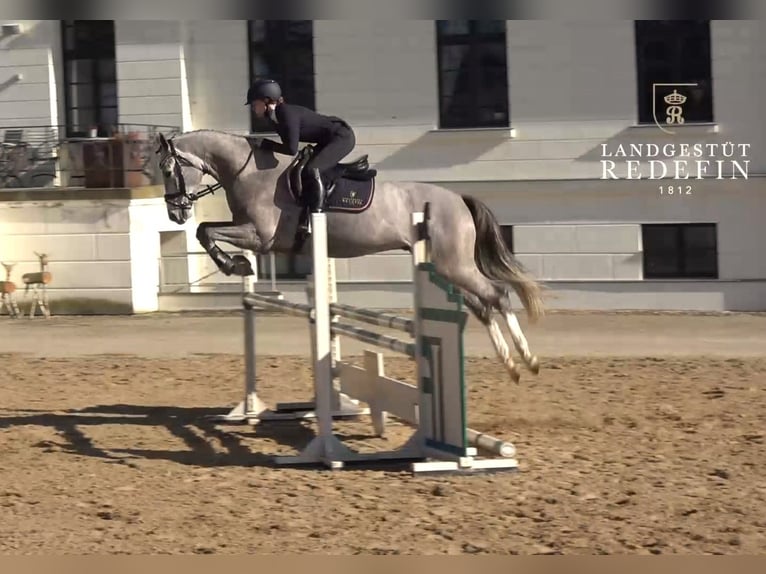 Mecklemburgo Caballo castrado 4 años 167 cm Tordo in REDEFIN