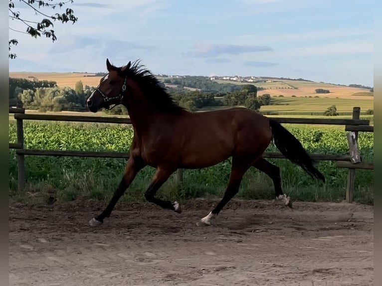 Mecklemburgo Caballo castrado 4 años 168 cm Castaño in Münstermaifeld