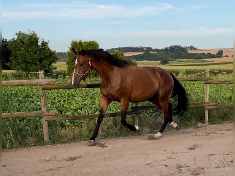 Mecklemburgo Caballo castrado 4 años 168 cm Castaño in Münstermaifeld