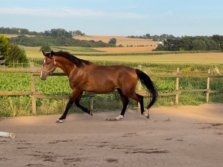 Mecklemburgo Caballo castrado 4 años 168 cm Castaño in Münstermaifeld