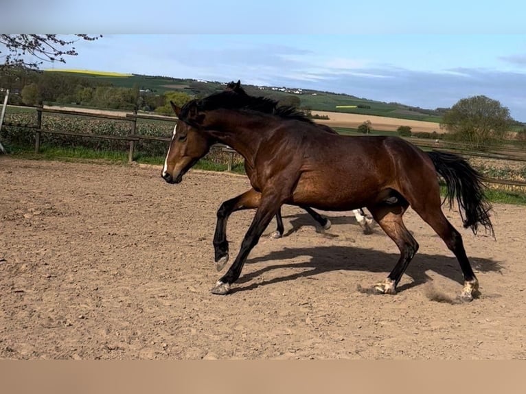 Mecklemburgo Caballo castrado 4 años 168 cm Castaño in Münstermaifeld