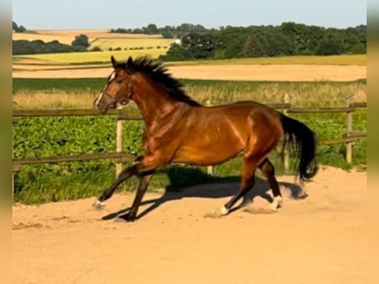 Mecklemburgo Caballo castrado 4 años 168 cm Castaño in Münstermaifeld