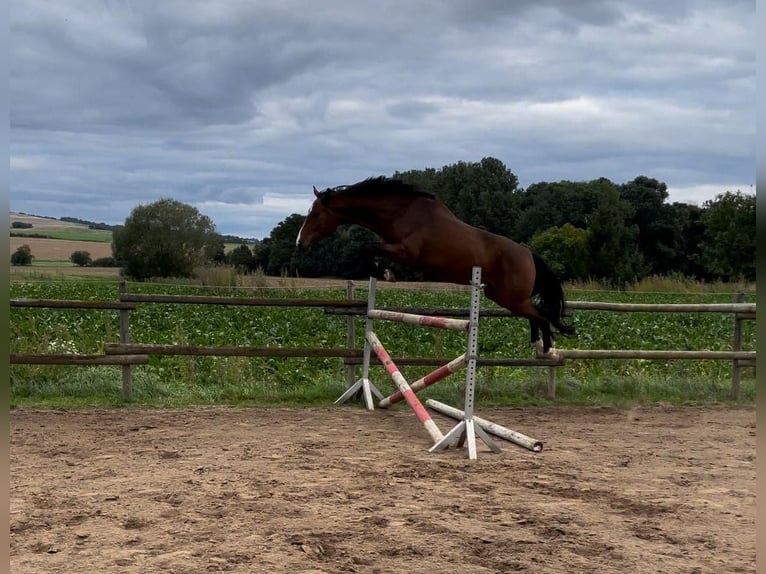 Mecklemburgo Caballo castrado 4 años 168 cm Castaño in Münstermaifeld