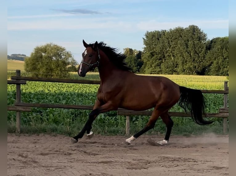 Mecklemburgo Caballo castrado 4 años 168 cm Castaño in Münstermaifeld