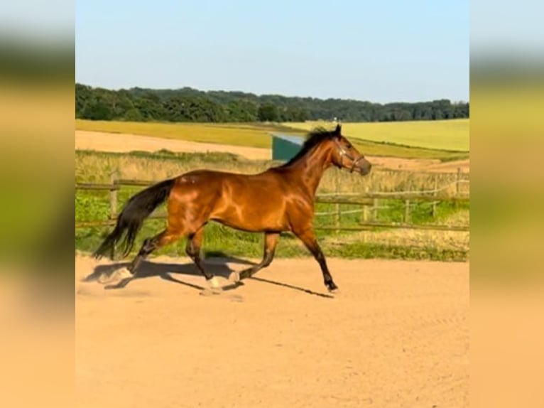 Mecklemburgo Caballo castrado 4 años 168 cm Castaño in Münstermaifeld