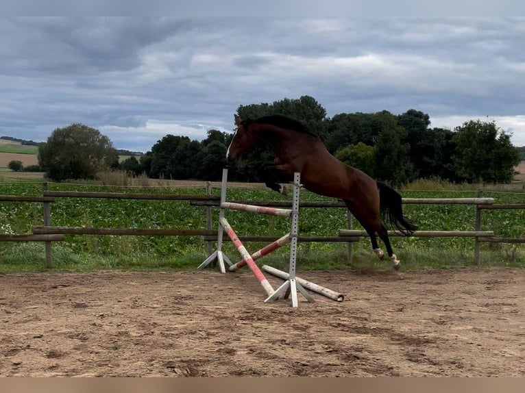 Mecklemburgo Caballo castrado 4 años 168 cm Castaño in Münstermaifeld