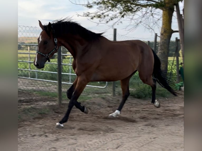 Mecklemburgo Caballo castrado 4 años 168 cm Castaño in Münstermaifeld