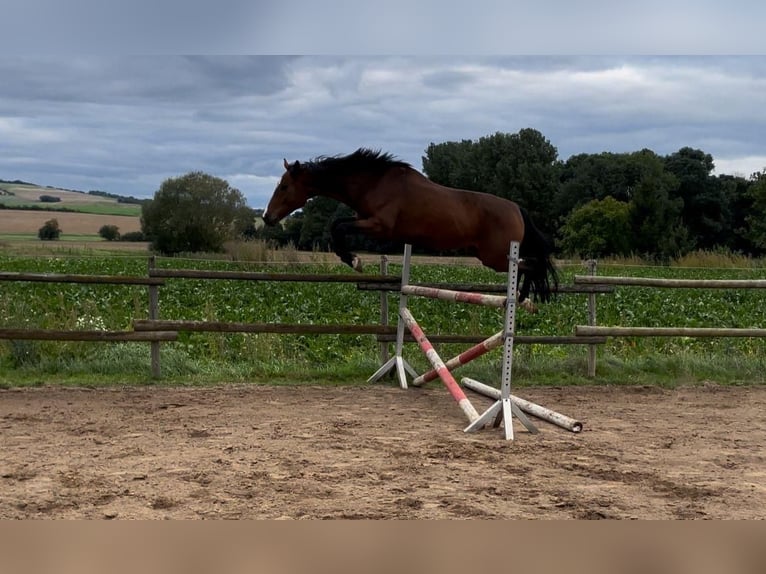 Mecklemburgo Caballo castrado 4 años 168 cm Castaño in Münstermaifeld