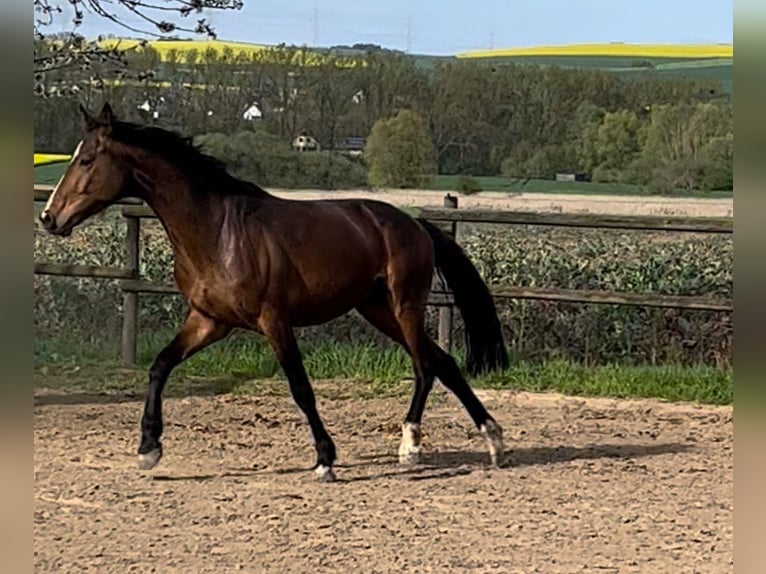 Mecklemburgo Caballo castrado 4 años 168 cm Castaño in Münstermaifeld