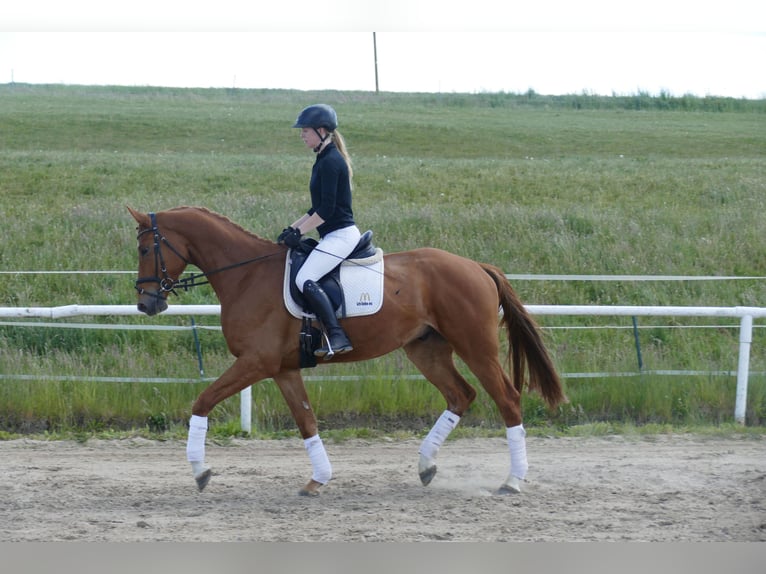 Mecklemburgo Caballo castrado 4 años 169 cm Alazán in Ganschow