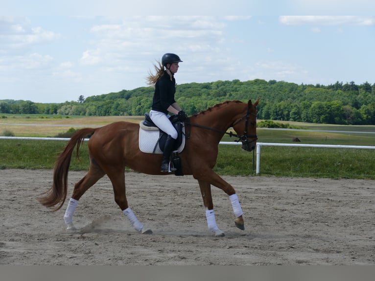 Mecklemburgo Caballo castrado 4 años 169 cm Alazán in Ganschow
