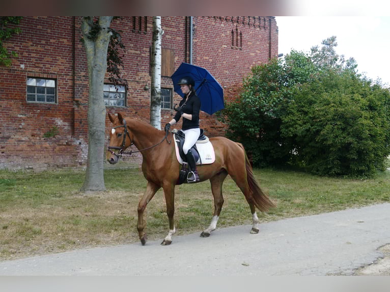 Mecklemburgo Caballo castrado 4 años 169 cm Alazán in Ganschow