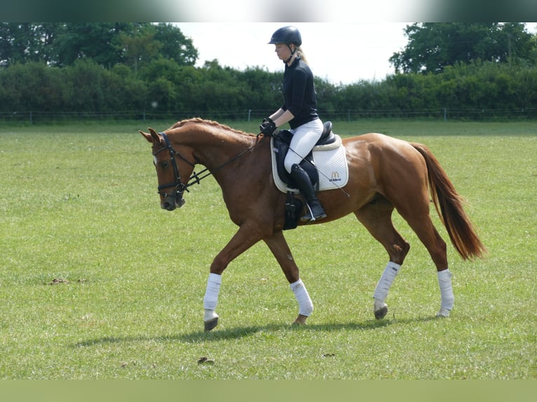 Mecklemburgo Caballo castrado 4 años 169 cm Alazán in Ganschow