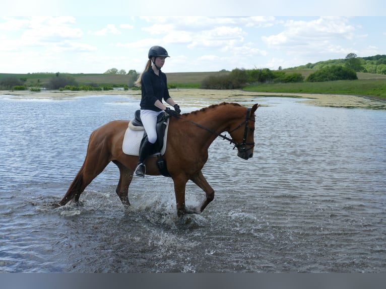 Mecklemburgo Caballo castrado 4 años 169 cm Alazán in Ganschow