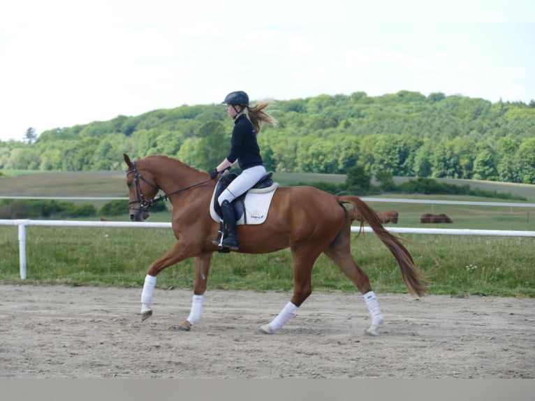 Mecklemburgo Caballo castrado 4 años 169 cm Alazán in Ganschow