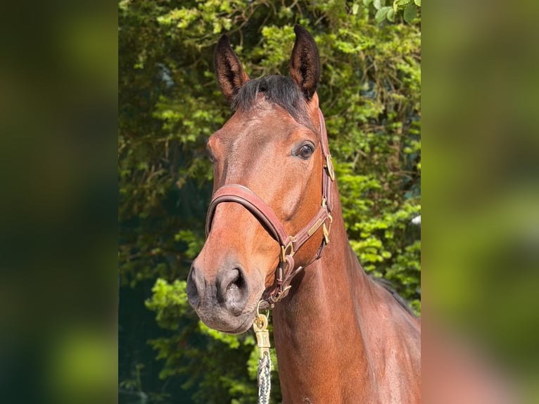 Mecklemburgo Caballo castrado 4 años 170 cm Castaño in Ratingen