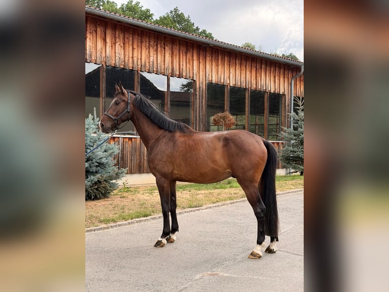 Mecklemburgo Caballo castrado 4 años 170 cm Castaño oscuro in Döbeln