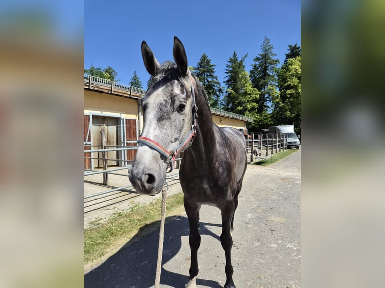 Mecklemburgo Caballo castrado 4 años 170 cm Tordo in Lanz OT Gadow