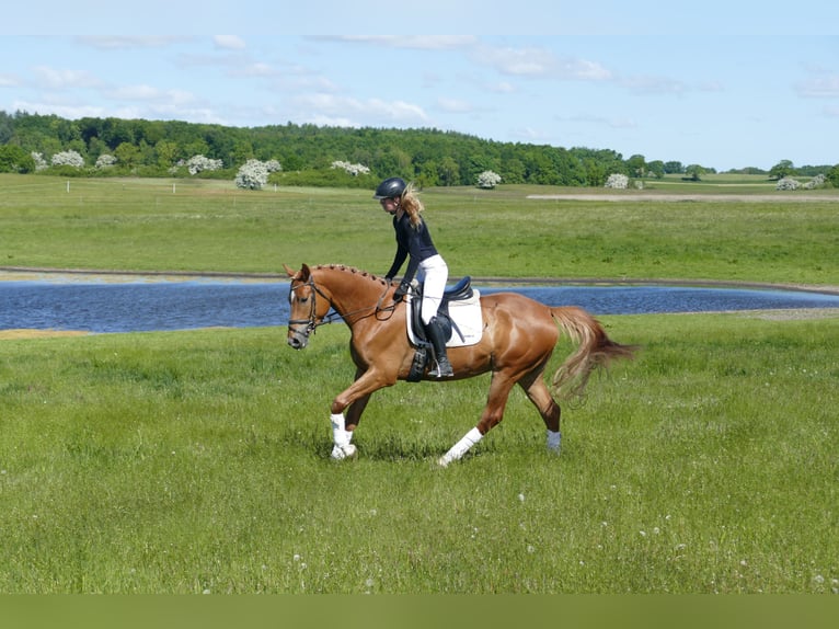 Mecklemburgo Caballo castrado 4 años 171 cm Alazán in Ganschow