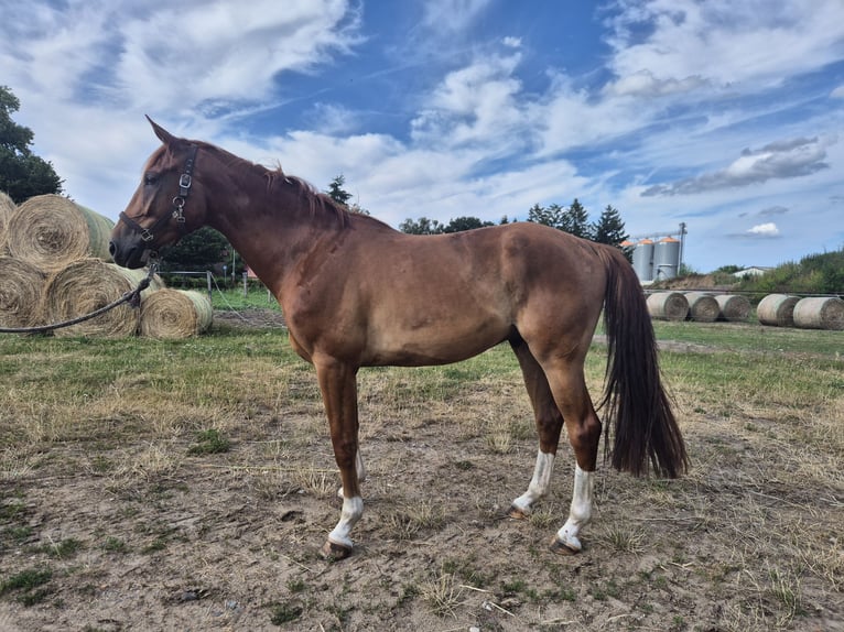 Mecklemburgo Caballo castrado 4 años 172 cm Alazán in Redefin